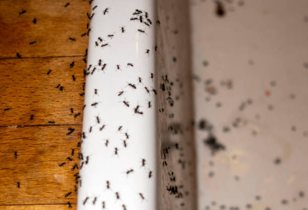 Best Best Pest Control Companies  in Kirkl, IN