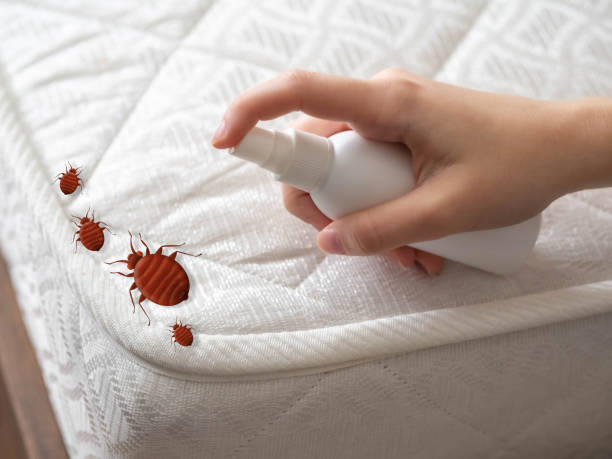 Trusted Kirklin, IN Pest Control Experts